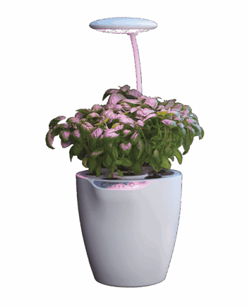 DUO Smart Garden 6