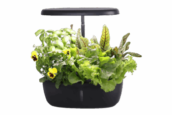 GIORGIA Smart Garden 12
