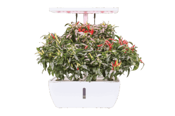 CHLOE Smart Garden 12