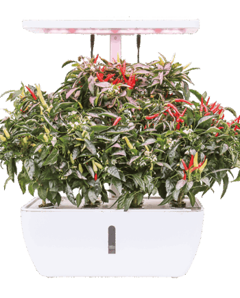 CHLOE Smart Garden 12