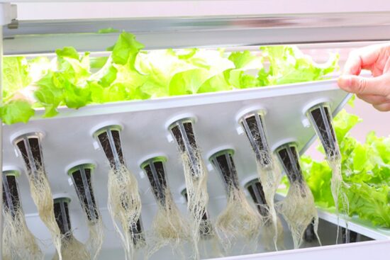 Schwamm Pflanzenkorb Tablett 15 Loch für LX210