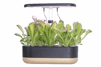 LEON Smart Garden 10
