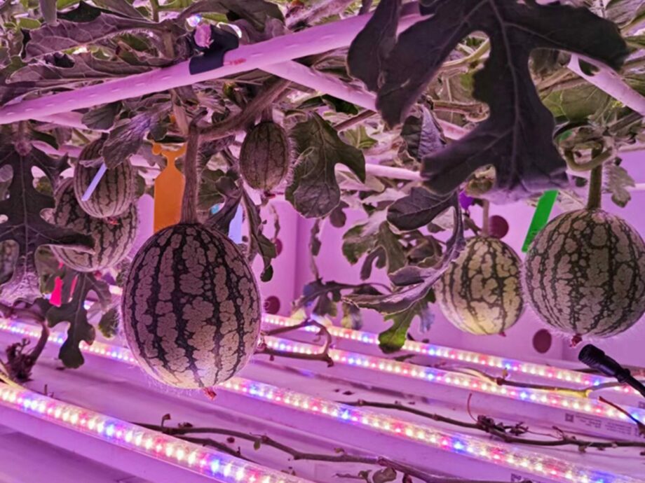 Vegetative cultivation system - Vertical farm