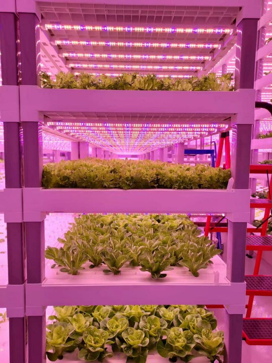 Vegetative cultivation system - Vertical farm